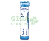 Cantharis CH9 gra.4g