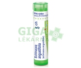 Echinacea Angustifolia CH5 gra.4g