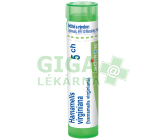 Hamamelis Virginiana 5CH gra.4g