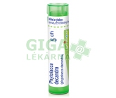 Phytolacca Decandra CH5 gra.4g