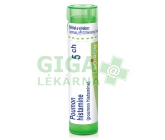 Poumon Histamine CH5 gra.4g