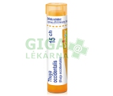 Thuya Occidentalis CH15 gra.4g