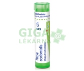 Thuya Occidentalis CH5 gra.4g