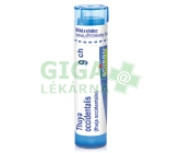 Thuya Occidentalis CH9 gra.4g